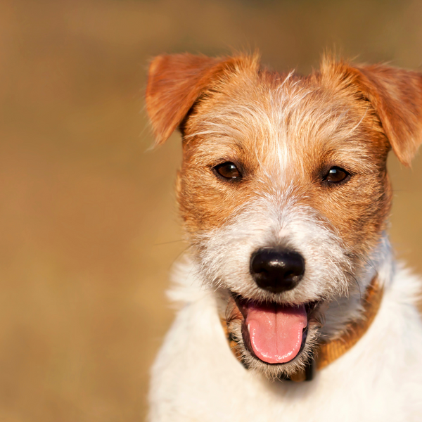 4 Tips to Extend Your Pet's Lifespan Veterinary Medical Center of